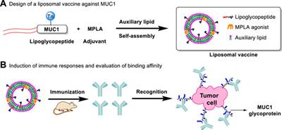 MUC1 Specific Immune Responses Enhanced by Coadministration of Liposomal DDA/MPLA and Lipoglycopeptide